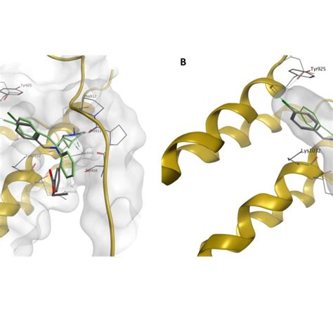 A Superposition Of The Predicted Binding Mode Of Compound 5c Grey Download Scientific