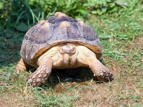 La Tortue Rampe Sur Une Herbe Verte Photo Stock Image Du Coriace