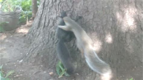 Playful Squirrels Mating 💕 Squirrels Doing What Squirrels Do The