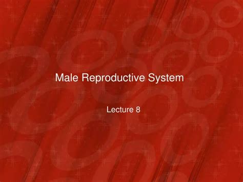 Ppt Male Reproductive System Powerpoint Presentation Free Download