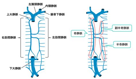 【図解】奇静脈とは？走行の解剖をCT画像で解説！