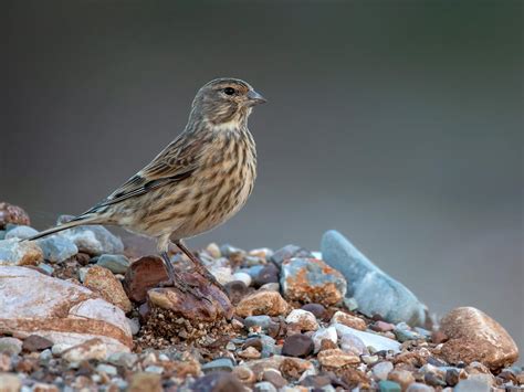 Linnet Bird Facts (Linaria cannabina) | Birdfact