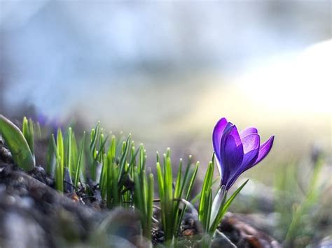 When Is The 1st Day Of Spring What To Know About The Vernal Equinox