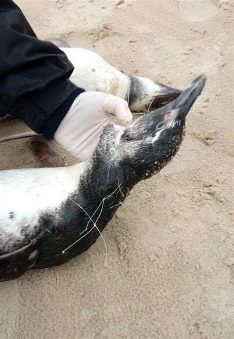 Dezenas de pinguins são encontrados mortos em praias de Florianópolis