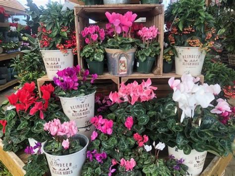 Cyclamen Care Guide | D.R. Snell Nursery