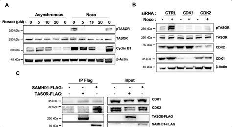 Tasor Is Phosphorylated By A Cyclincdk Complex On T819 A Hela Cells