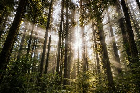 Forest Light Rays Photograph by Bo Nielsen - Fine Art America