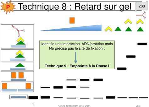 Techniques De Biologie Moleculaire