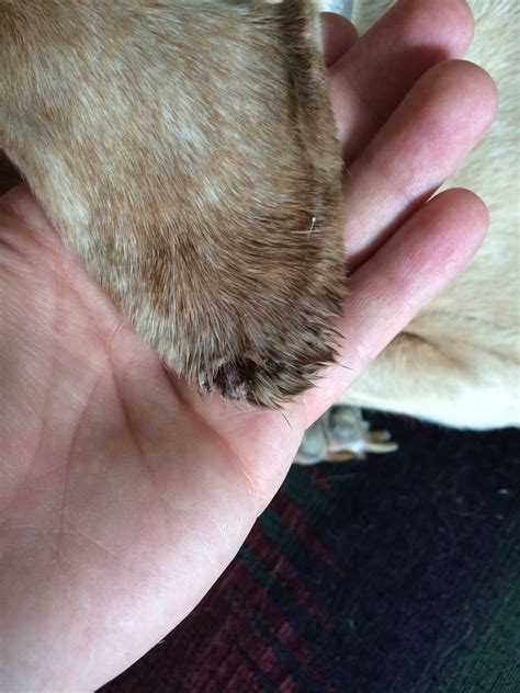 Scabs On Dog Ears What You Need To Know