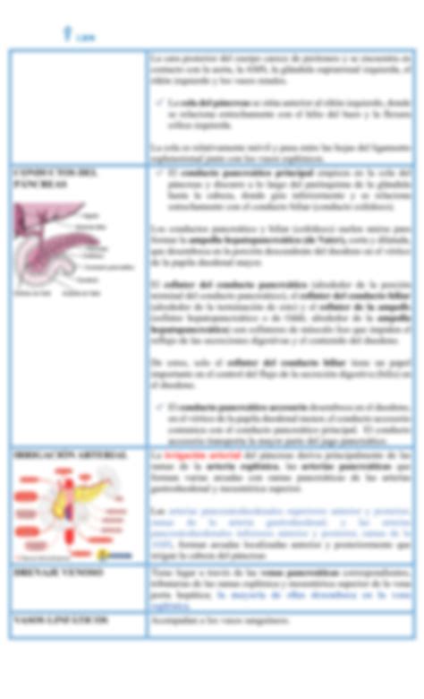 Solution Anatomia Higado Bazo Pancreas Studypool