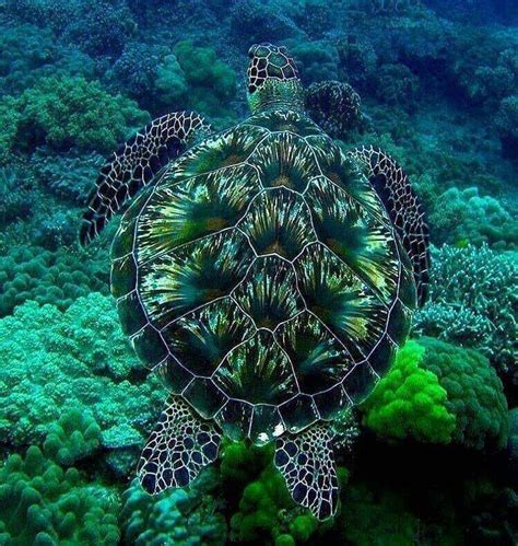 Green sea turtle born with brilliant camouflage. : r/BeAmazed