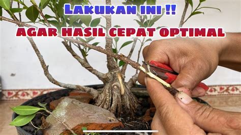 Dengan Cara Ini Bonsai Kimeng Akan Lebih Cepat Jadi YouTube