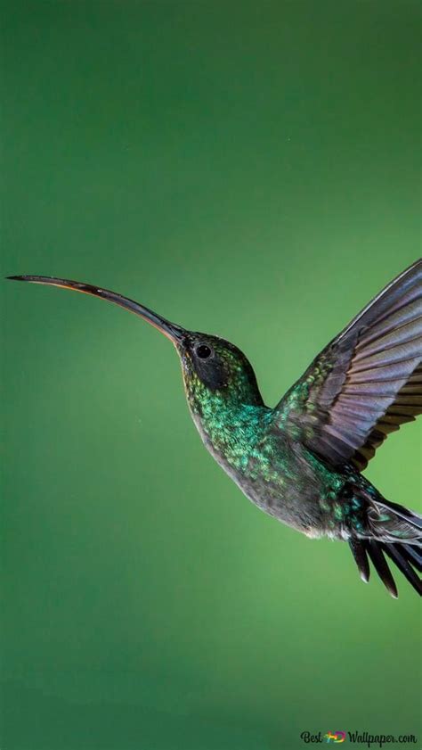 Hummingbird in the rainforest HD wallpaper download