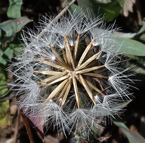 Agoseris glauca (Pursh) Raf. | Plants of the World Online | Kew Science