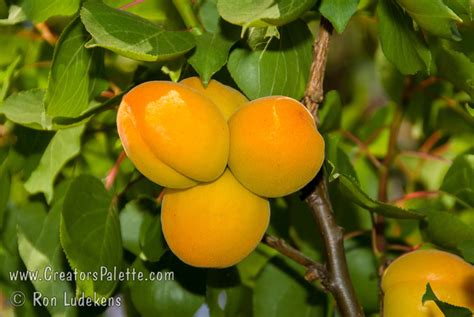 Garden Annie Apricot Prunus Armeniaca Sp Creatorspalette