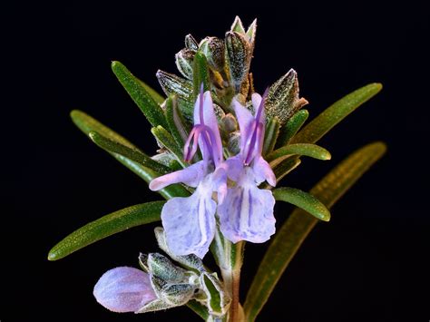 Rosmarino In Fiore Juzaphoto