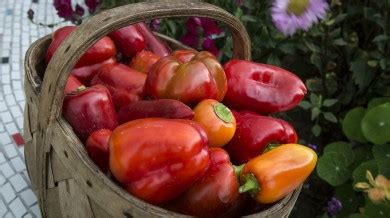 Чем подкормить болгарский перец для богатого урожая: что нужно, пшено ...