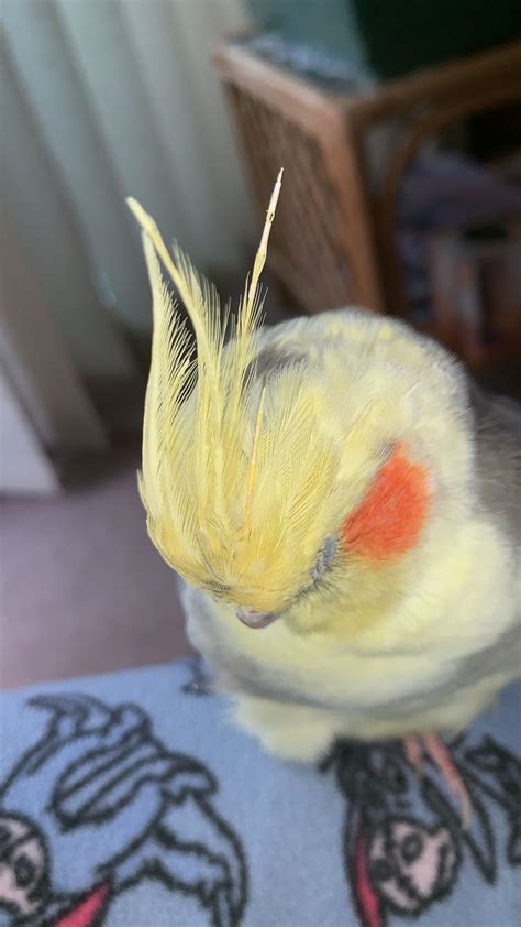 Afternoon Nap, Cockatiel, Poppies, Bird, Amazing, Animals, Animales, Animaux, Birds