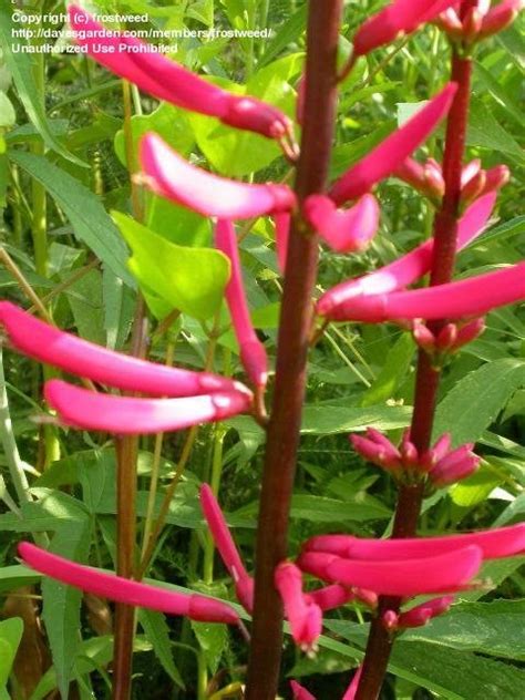 Plantfiles Pictures Erythrina Species Cardinal Spear Cherokee Bean