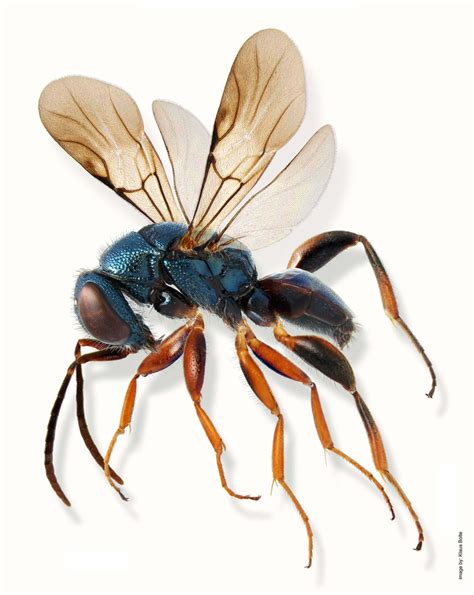 Amisega floridensis (parasitic wasp) | Nikon Small World