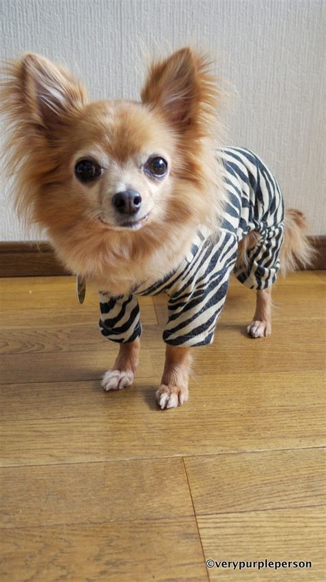 Dog onesies – Sewing Projects | BurdaStyle.com