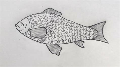 How To Draw Catla Catla Fish Catla Catla Fish Diagram Class