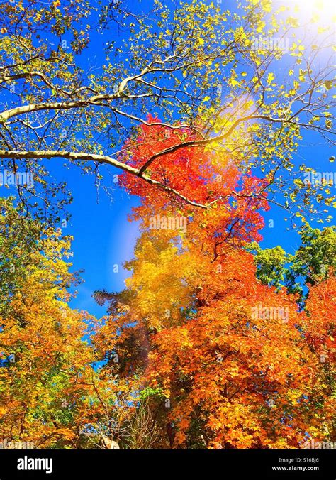 Fall foliage in north eastern USA Stock Photo - Alamy