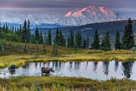 Alaska Wildlife Photography - Jeff Schultz