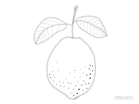 Lemon Outline Drawing Tutorial - PRB ARTS