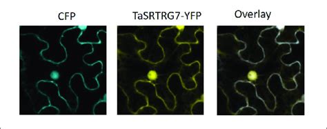 Subcellular Localization Patterns In Nicotiana Benthamiana