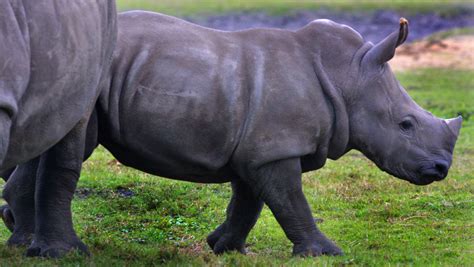 Baby Rhino Beholds Snow, Frolicking Fun! [VIDEO]