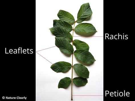 How to recognize compound leaves? – NATURE CLEARLY