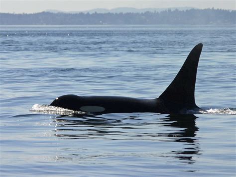 Whale Watching | Clipper Vacations Magazine