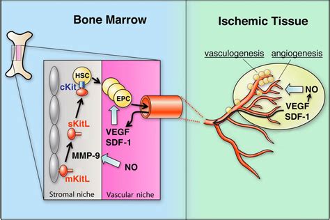 Roles Of Vegf Sdf And No In Postischemic Angio And Vasculogenesis