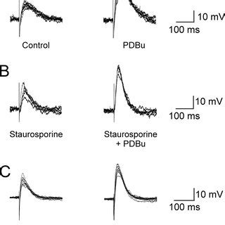 Properties Of Electrically Evoked Ejps Recorded From Mouse Detrusor