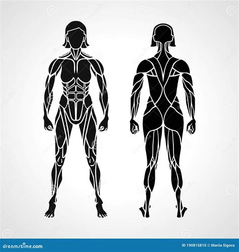 Female Anatomy Muscular System