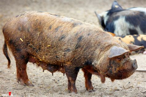 Besuch Im Tier Und Freizeitpark Th Le W Hrend Corona Tierisch Gut