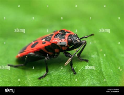 bug shell  res stock photography  images alamy