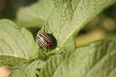 Premium Photo Colorado Potato Beetle Harvest Colorado Potato Beetle