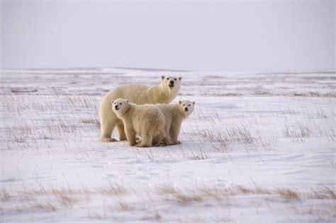 Polar Tundra Animals And Plants