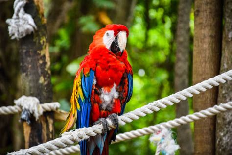 260+ Jamaican Parrot Stock Photos, Pictures & Royalty-Free Images - iStock