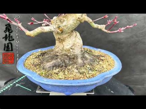 Acer Palmatum Deshojo YouTube