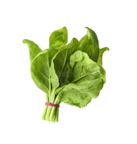 Bundle Of Fresh Spinach Isolated Stock Image Image Of Isolated