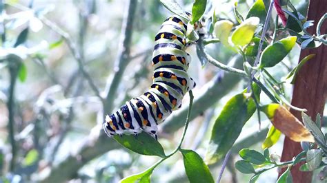 caterpillar feeding on green plants 10137893 Stock Video at Vecteezy