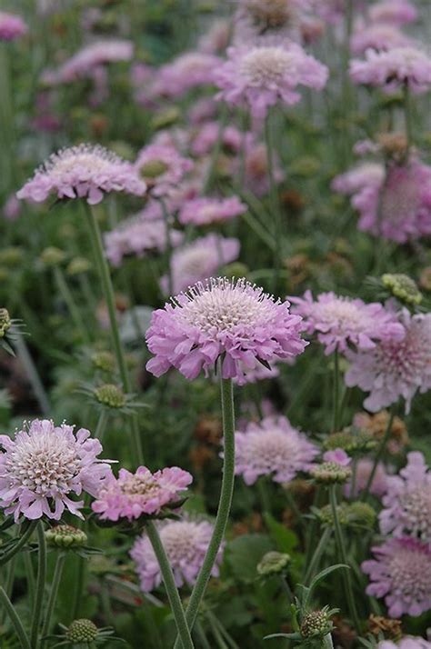 Pink Mist Pincushion Flower Scabiosa Pink Mist At Oakland Nurseries