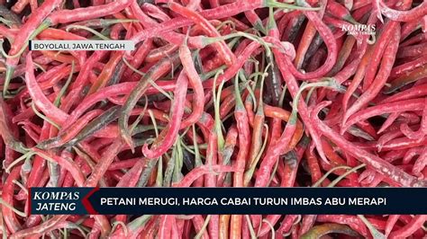 Petani Merugi Harga Cabai Turun Imbas Abu Merapi Video Dailymotion