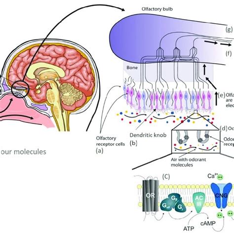 Schematic Representation Of Olfactory Transduction Mechanism