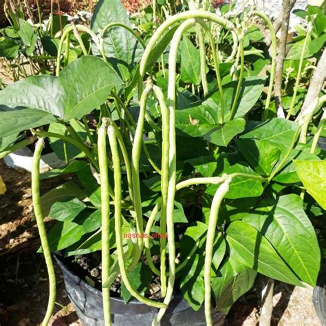 Benih Sayur Sayuran Kacang Panjang Renek 15pcs Biji Dwarf Long Bean