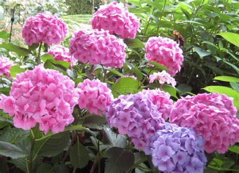 Hydrangea Macrophylla Bouquet Rose Kopen Tuincentrum Nl