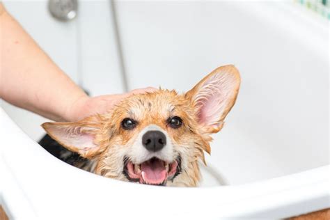 Must-Have Corgi Grooming Tools - Stumps and Rumps